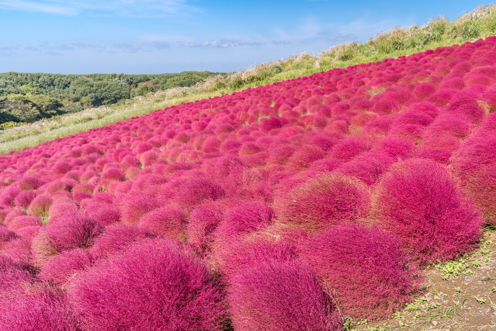 茨城県のリフォーム会社ランキング10選！口コミもご紹介